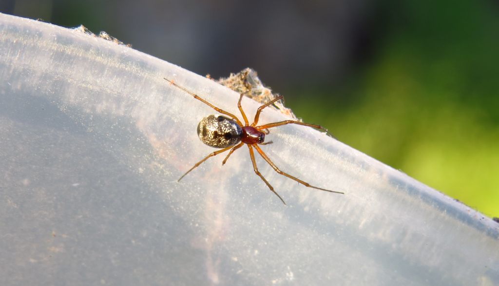 Linyphiidae ID